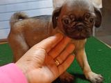 Sevi̇mli̇ Pug Yavrular