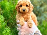 Toy Poodle Di̇şi̇