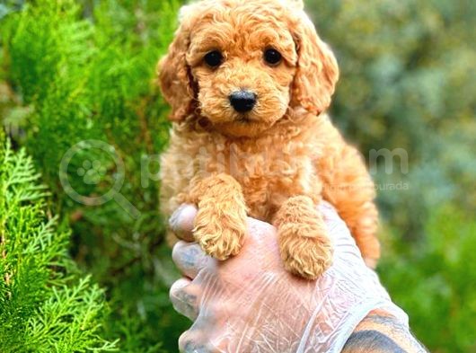 Toy Poodle Di̇şi̇ görsel