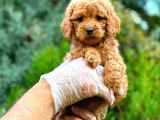 RED TOY POODLE DİŞİ
