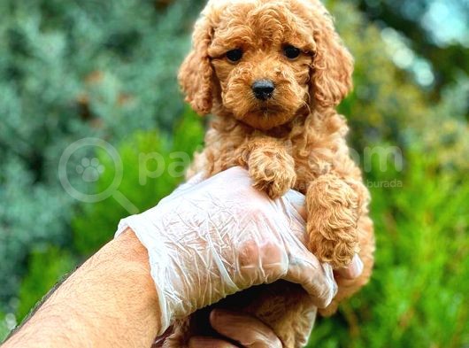 Red Toy Poodle Di̇şi̇