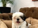 Özel Kore Shih Tzu Yavrularımız Dişi Bebekler