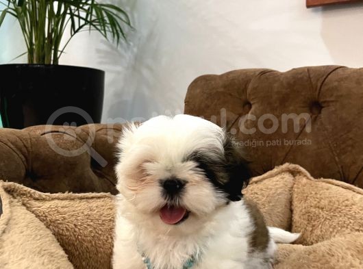 Özel Kore Shih Tzu Yavrularımız Dişi Bebekler görsel