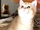 A Kalite Bri̇ti̇sh Shorthai̇r  Golden Yavrular