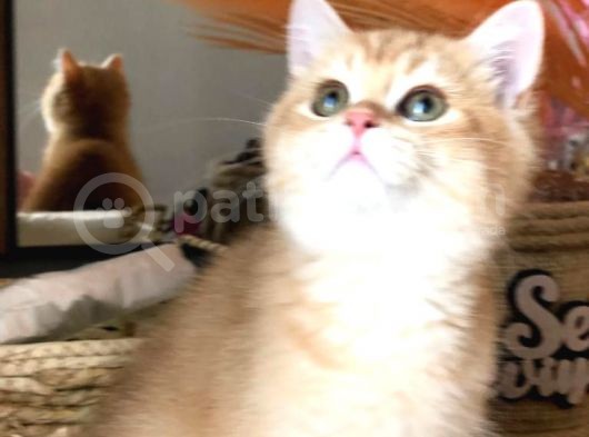 A Kalite Bri̇ti̇sh Shorthai̇r Golden  Yavrular görsel