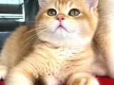 A Kalite Bri̇ti̇sh Shorthai̇r  Golden Yavrular