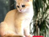 A Kalite Bri̇ti̇sh Shorthai̇r  Golden Yavrular