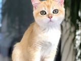 A kalite BRİTİSH SHORTHAİR  GOLDEN yavrular