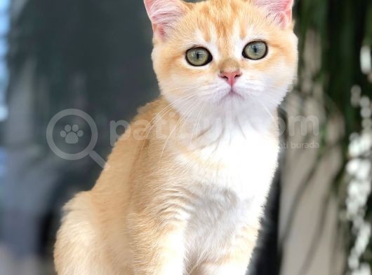A Kalite Bri̇ti̇sh Shorthai̇r  Golden Yavrular
