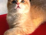 A kalite BRİTİSH SHORTHAİR GOLDEN  yavrular