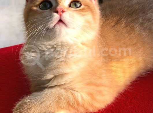 A Kalite Bri̇ti̇sh Shorthai̇r Golden  Yavrular