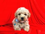 Show Düzey A Kali̇te Toy Poodle Yavrumuz