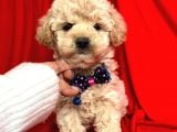 SHOW DÜZEY A KALİTE TOY POODLE YAVRUMUZ