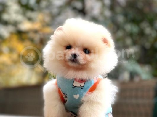 Show Class Erkek Pomerani̇an Boo Yavrularimiz görsel