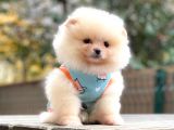 Show Class Erkek Pomerani̇an Boo Yavrularimiz