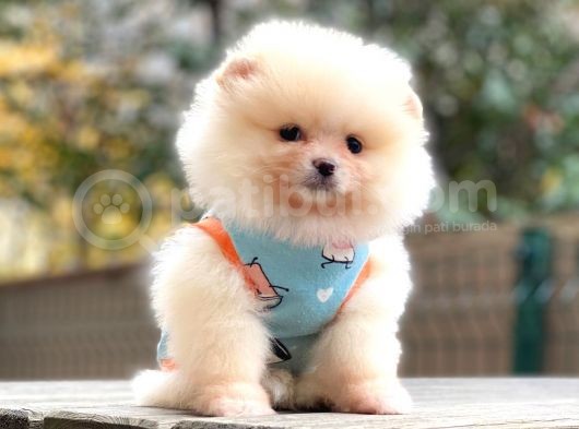 Show Class Erkek Pomerani̇an Boo Yavrularimiz görsel