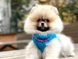 SHOW CLASS ERKEK POMERANİAN BOO YAVRULARIMIZ