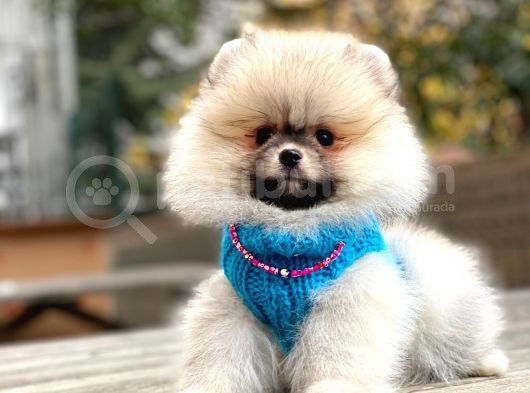 Show Class Erkek Pomerani̇an Boo Yavrularimiz