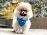 Show Class Erkek Pomerani̇an Boo Yavrularimiz