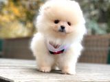 Show Class Erkek Pomerani̇an Boo Yavrularimiz