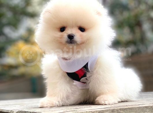 Show Class Erkek Pomerani̇an Boo Yavrularimiz görsel