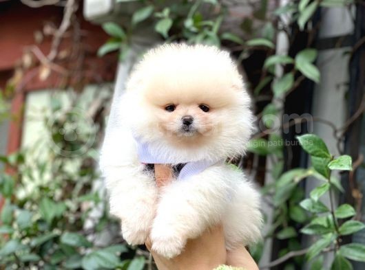 Show Class Erkek Pomerani̇an Boo Yavrularimiz görsel