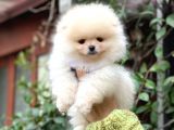 Show Class Erkek Pomerani̇an Boo Yavrularimiz