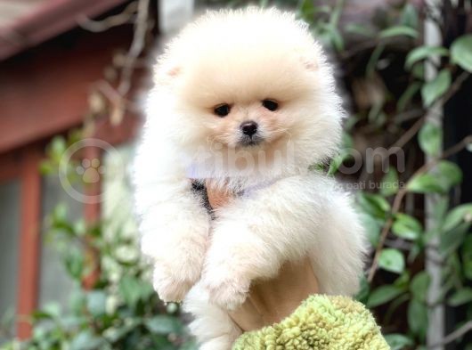 Show Class Erkek Pomerani̇an Boo Yavrularimiz görsel
