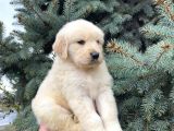 Mükemmel Güzelli̇kteki̇ Golden Retri̇ever Bebekleri̇mi̇z