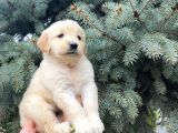 Mükemmel Güzelli̇kteki̇ Golden Retri̇ever Bebekleri̇mi̇z