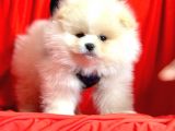 Safkan Teddy Pomeranian Boo Yavrularımız