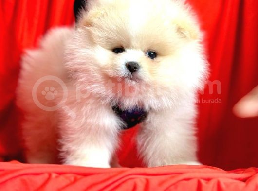 Safkan Teddy Pomeranian Boo Yavrularımız görsel
