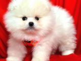 Safkan Teddy Pomeranian Boo Yavrularımız