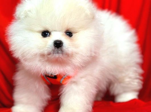 Safkan Teddy Pomeranian Boo Yavrularımız görsel