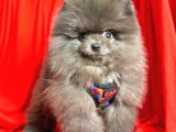 Safkan Teddy Pomeranian Boo Yavrularımız