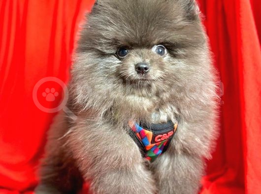 Safkan Teddy Pomeranian Boo Yavrularımız görsel