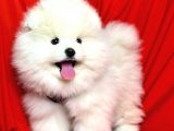 Safkan Teddy Pomeranian Boo Yavrularımız