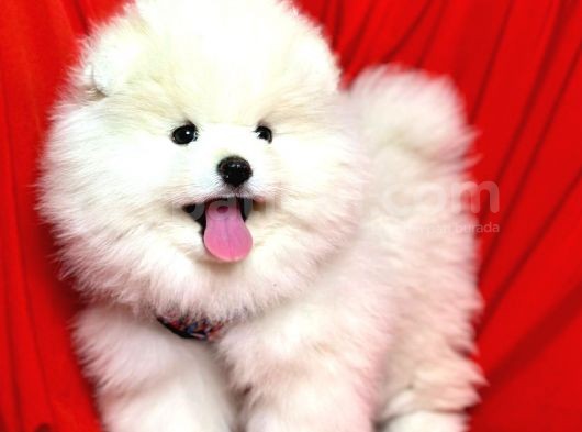 Safkan Teddy Pomeranian Boo Yavrularımız görsel