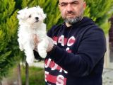 Ruhsatli Üreti̇m Çi̇ftli̇ği̇nden Maltese Terri̇er Yavrular