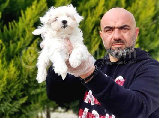 Ruhsatli Üreti̇m Çi̇ftli̇ği̇nden Maltese Terri̇er Yavrular