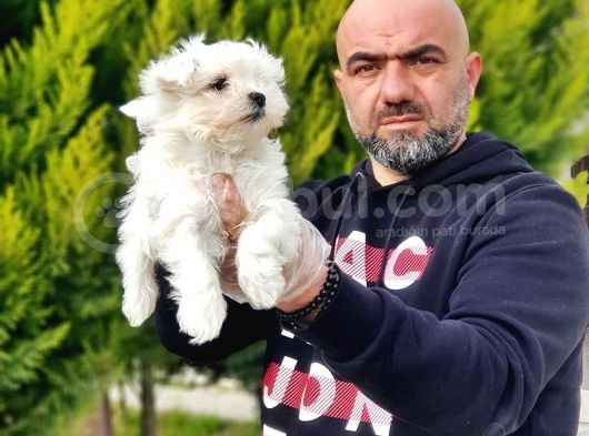 Ruhsatli Üreti̇m Çi̇ftli̇ği̇nden Maltese Terri̇er Yavrular görsel