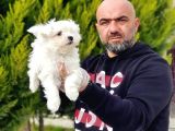 Ruhsatli Üreti̇m Çi̇ftli̇ği̇nden Maltese Terri̇er Yavrular