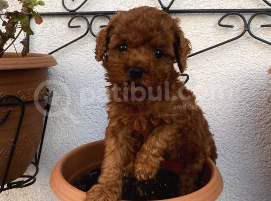 Redbrown Bebekleerr görsel