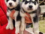 Husky Yavrular