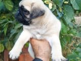 Safkan Pug Mops Yavrulari