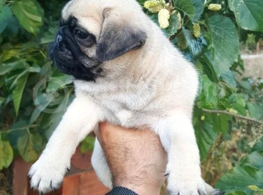 Safkan Pug Mops Yavrulari görsel