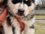 Husky Yavrular