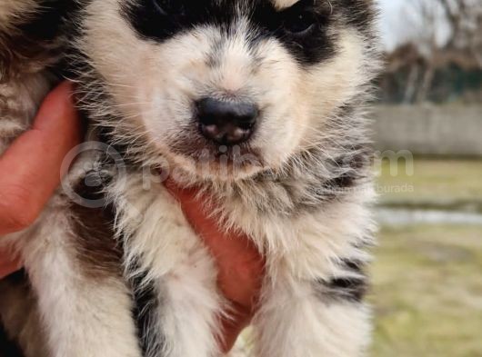 Husky Yavrular görsel