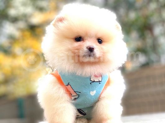 Teddy Face Pomerani̇an Krem görsel