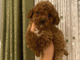 Üst Kalite Poodle Bebekler